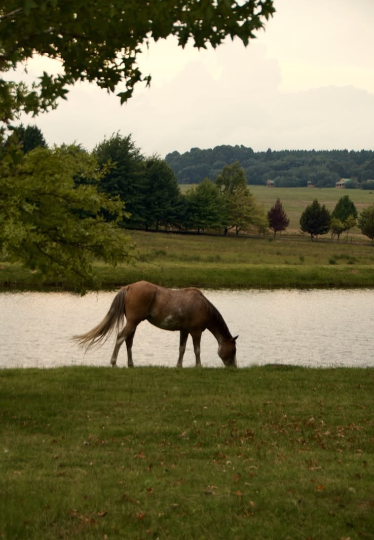 Horse grazing beside a lake