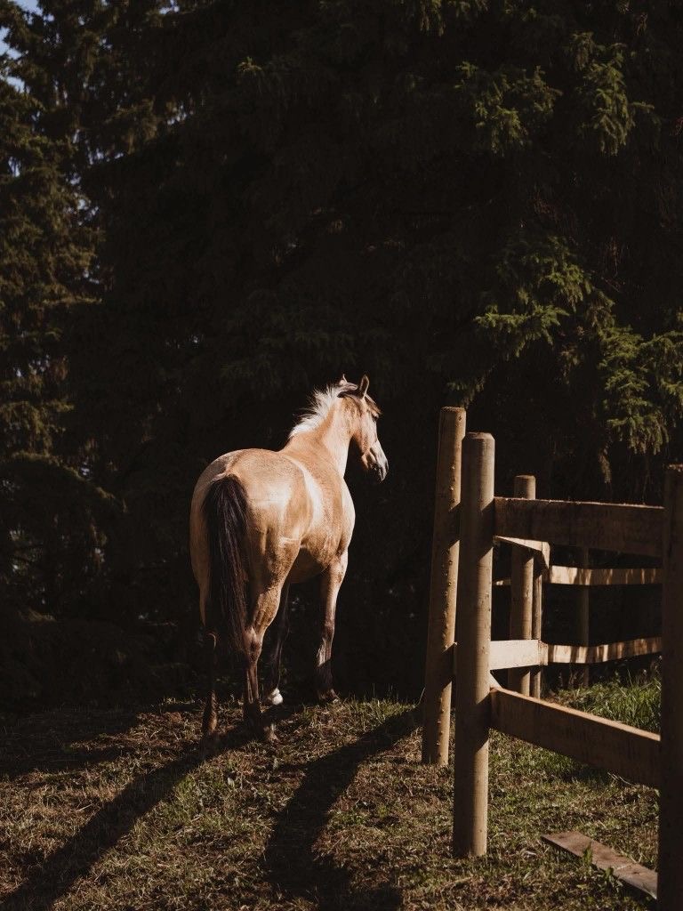 Horse standing in warm forest light
