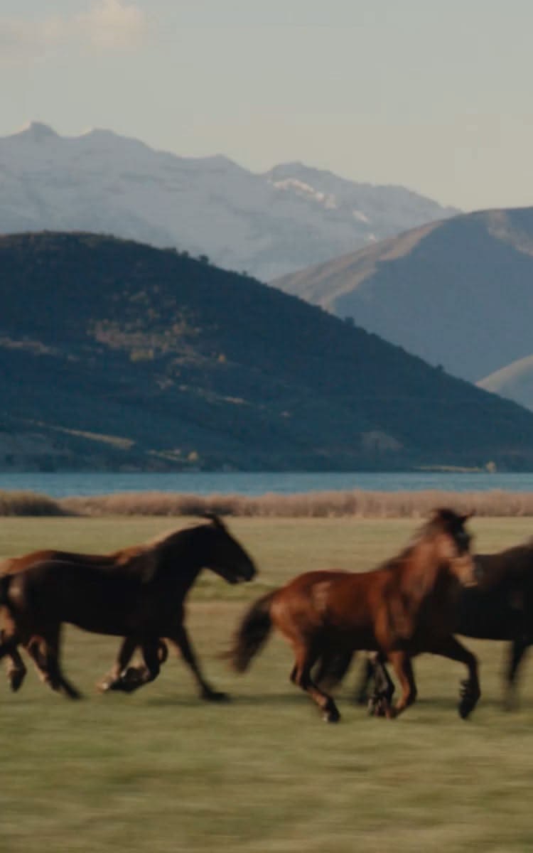 Horses running across an open field